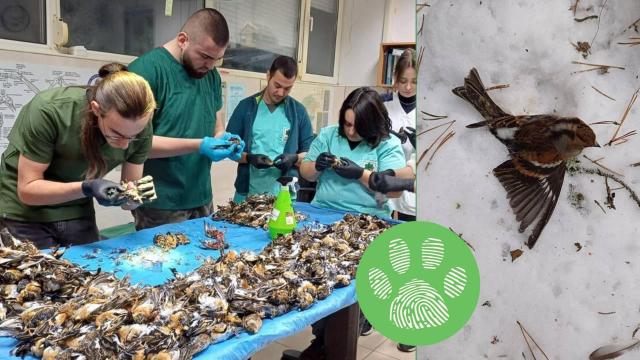 Стотици птици загинаха заради фойерверките и пиратките в новогодишната нощ