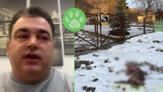 Застреляха и зарязаха бременна сърна пред дома на мъж в Трънско (видео)