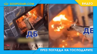 ДБ – козата, която сама влезе в огъня (видео)