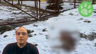 Ловното дружество в Трън отрича обвиненията за убитата бременна сърна (видео)