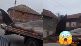Огромен кит, превозван на платформа, удиви жителите във врачанското село Борован (видео)