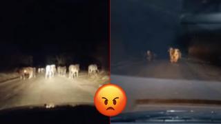 Безстопанствени животни създават опасни предпоставки на главни пътища в Дупница 