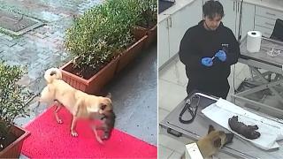 Бездомно куче в Истанбул спаси болното си малко, като го остави пред ветеринарна клиника (видео)