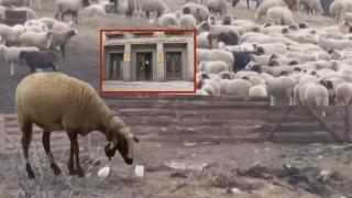 14 огнища на шарка и 1 на чума са регистрирани в български ферми