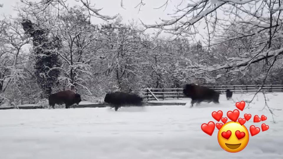 Вижте как бизоните в Софийския зоопарк се радват на снега (видео)