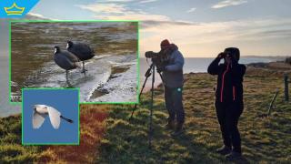 Застрашени от изчезване птици намериха дом край Бургаските езера