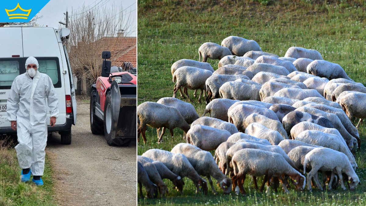 Вносът на овце, кози и птици от България се забранява в Китай