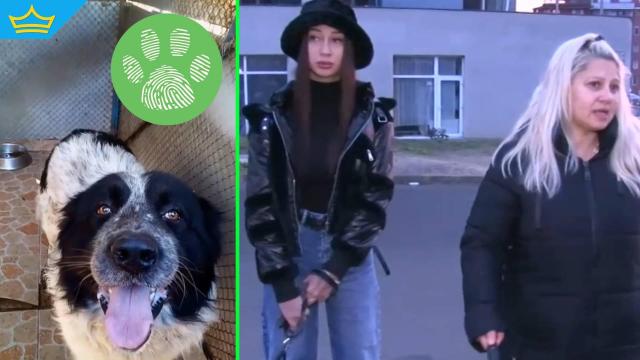 Бездомно куче е нападнало жена и домашните ѝ любимци в Бургас (видео)