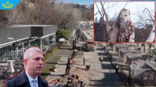 Изсякоха множество дървета на крайбрежната алея във Варна (видео)