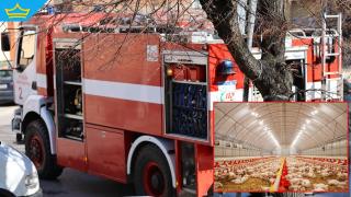 Пожар в птицеферма край Чирпан погуби 30 000 птици
