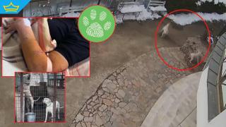 Полицията издирва собственика на кучетата, нападнали хора в Казанлък (видео)