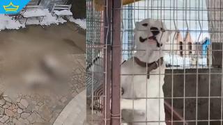 Собствениците на кучетата, нахапали две жени в Казанлък, са задържани за 24 часа
