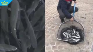 Тонове риба се появиха край пристанището в Несебър (видео)