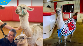 Лама на 27 години стана рекордьор на Гинес (видео)