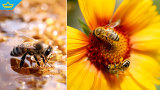 Пчелите у нас масово умират, висок процент не са преживели зимата (видео)