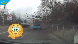 Дърво падна върху движещ се автомобил в столичен квартал (видео)