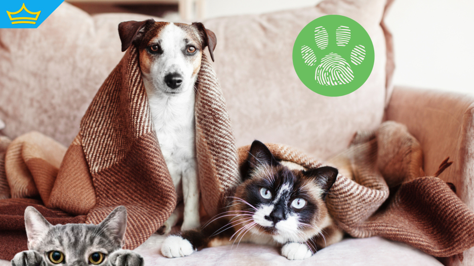 Насилието над животни: Стотици осъдени, но едва 9 души са в затвора