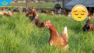 Близо 40 хиляди кокошки са засегнати от птичи грип в Пловдивско