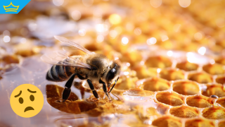 Пчеларството у нас продължава да е в криза (видео)