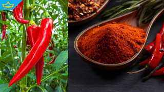 Климатичните промени влияят и на лютите чушки (видео)