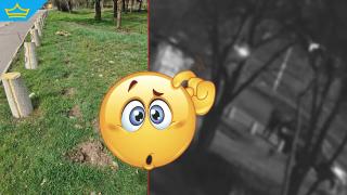 Мъж "бере" фиданки от столичен булевард - трябвали му за вилата (видео)