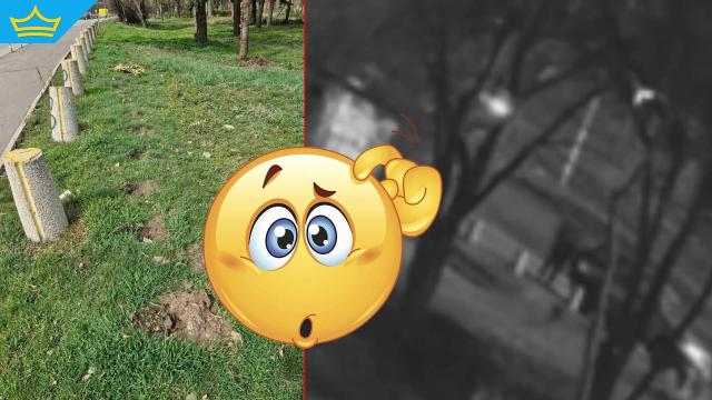 Мъж "бере" фиданки от столичен булевард - трябвали му за вилата (видео)