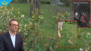 Крадецът на фиданки в София се връщал две поредни нощи да си "бере" дръвчета (видео)