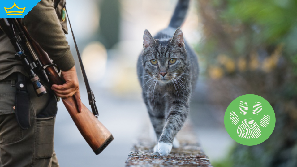 Мъж в Самоков стрелял с пушка по бездомни котки 