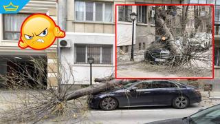 Собственичка на автомобил се размина “на косъм“, след като дърво се стовари върху колата ѝ (снимки)