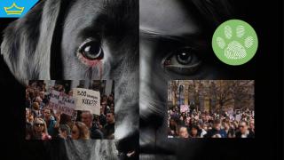 Жители на десетки градове у нас отново излизат протест срещу насилието над животни