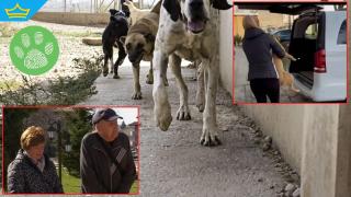 Жители на Сопот се страхуват от нападения на бездомни кучета (видео)