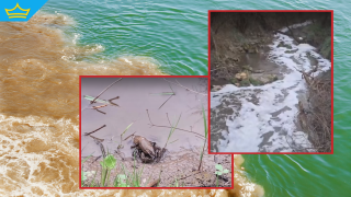 Мъртви риби и жълта вода установиха в река Черни Лом след сигнал (видео)