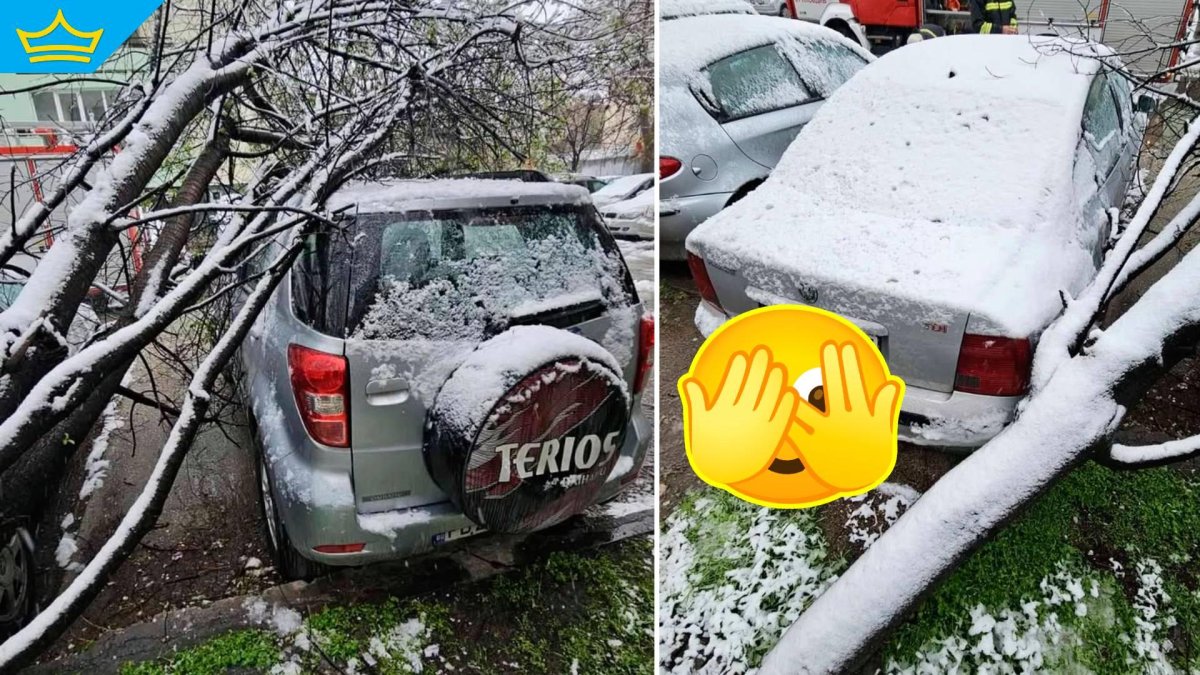 Заснежено дърво смачка автомобили в Пловдив, снегът предизвика проблеми на много места 