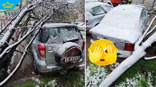 Заснежено дърво смачка автомобили в Пловдив, снегът предизвика проблеми на много места 