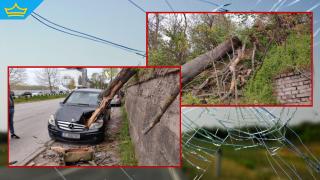 Поредно дърво се стовари върху паркиран автомобил, шофьорът се размина на косъм