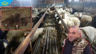 В подготовка за Великден: Oткраднаха 50 агнета във врачанско село (видео)