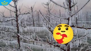 Лоша новина и за производители, и за потребители: Плодовете на много места в страна замръзнаха (видео)