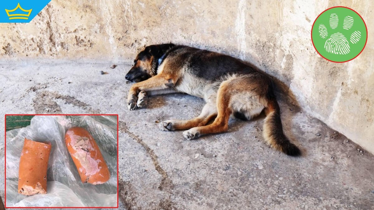 Тровят бездомни кучета във великотърновско село