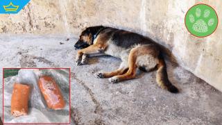 Тровят бездомни кучета във великотърновско село