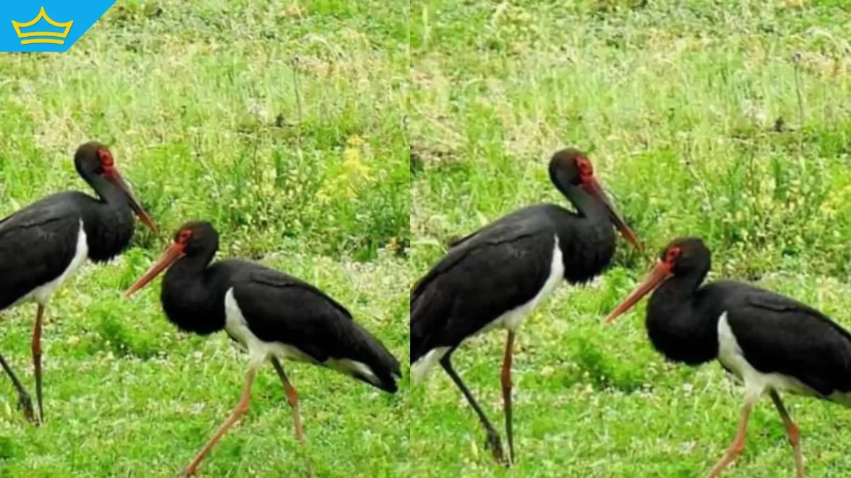 Двойка черни щъркели е забелязана в района около Котел