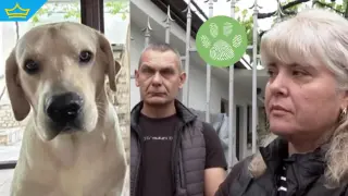 Стрелят с бойни оръжия по домашни кучета в Сливен (видео)