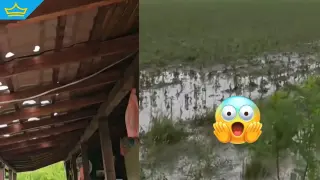 Градушка унищожи над 90% от реколтата в новозагорско село (видео)