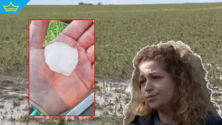 Земеделци от Новозагорско искат обезщетение за над 20 хиляди декара унищожена продукция заради градушката (видео)