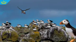 Наблюдават рекорден брой тъпоклюни кайри на остров край Уелс въпреки глобалния спад на популацията