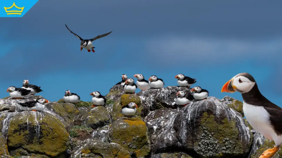 Наблюдават рекорден брой тъпоклюни кайри на остров край Уелс въпреки глобалния спад на популацията