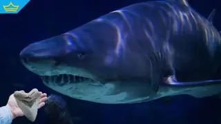 Ужасяващият гигант на древните океани: Разкриват реалните размери и апетит на мегалодона