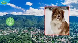 Поредно домашно куче загина след нападение от осем немски овчарки (видео)