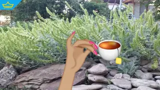 „Странджански билков чай“ – новото европейско признание за България (видео)