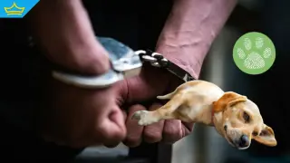 Мъж е задържан заради смъртта на куче, влачено с автомобил в Българово