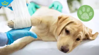 10-годишно дете е замеряло с камъни домашно куче в Бургас